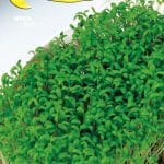 Semillas De Berro Común