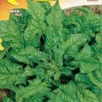 Semillas De Espinaca Hibrida 7