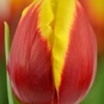 Bulbo de Tulipán Denmark Rojo con Amarillo 