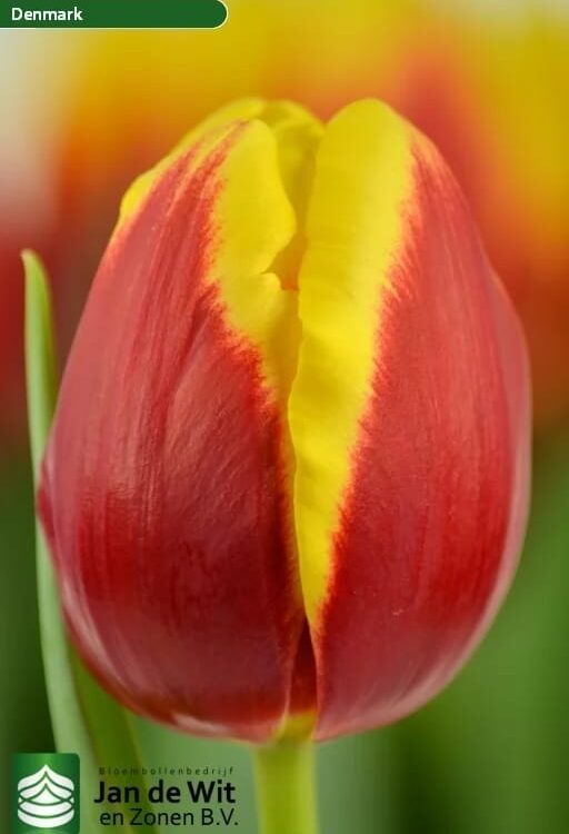 Bulbo de Tulipán Denmark Rojo con Amarillo 