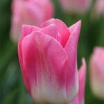Bulbo de Tulipán Dinasty Fucsia con Blanco