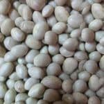 Semillas de Frejol Tortola Inia 25 Kilos 