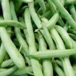 Semillas de Frejol Venus Inia (Apolo mejorado) 25 Kilos  