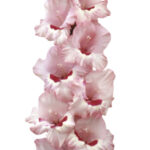 Bulbo de Gladiolo Wine and Roses