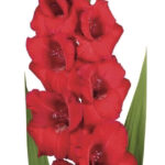 Bulbo de Gladiolo Roma