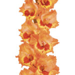 Bulbo de Gladiolo Alice