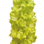 Bulbo de Gladiolo Kio