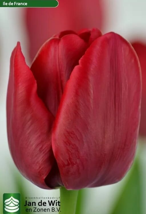 Bulbo de Tulipán Ile De France 