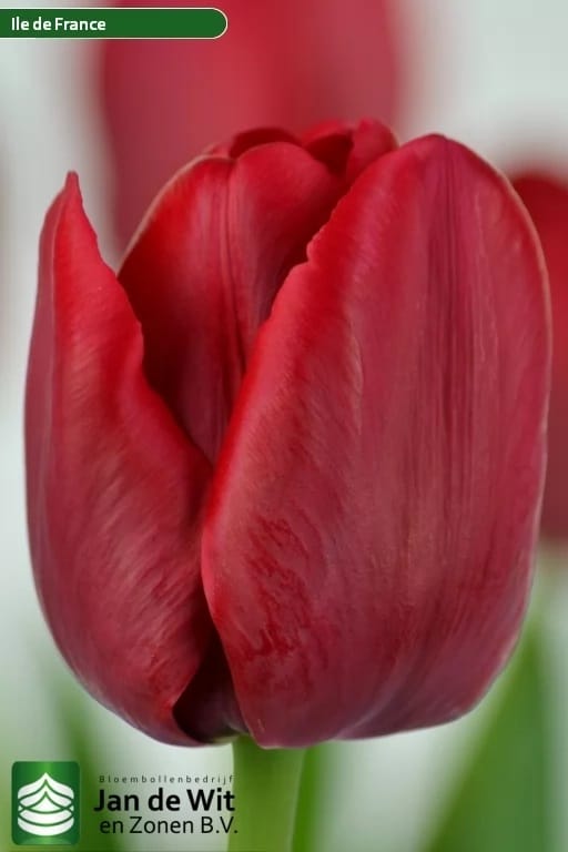 Bulbo de Tulipán Ile De France 