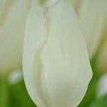 Bulbo de Tulipán Lanka Blanca