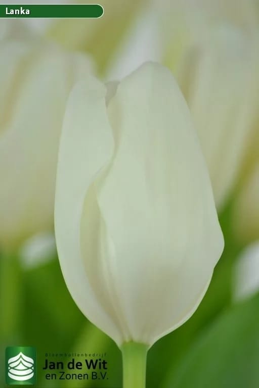 Bulbo de Tulipán Lanka Blanca