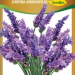 Semillas de Lavanda
