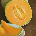 Semillas de Melón Cataloupe Hales Best Jumbo