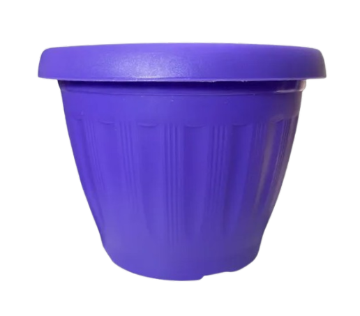Morado