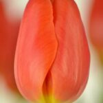 Bulbo de Tulipán Orange Juice