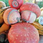 Zapallo Turbante Turco 500 Grs