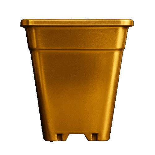 Dorado