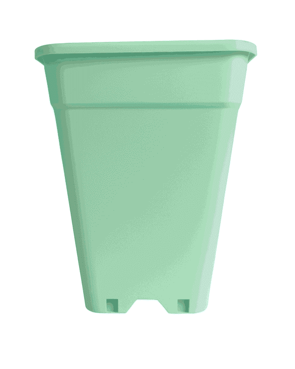 Menta