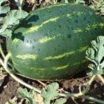 Semillas de Sandía Antonia 500 Grs