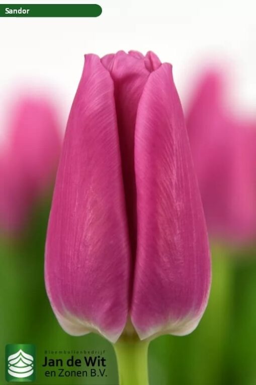 Bulbos Tulipanes Huertos Alma