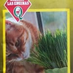 Semillas de Pasto para Gatos