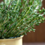 Semillas de Tomillo Francés Perenne 1 Kilo