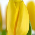 Bulbo de Tulipán Strong Gold Amarillo