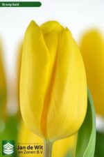 Bulbo de Tulipán Strong Gold Amarillo