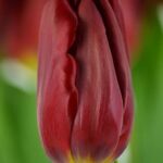 Bulbo de Tulipán Strong Love