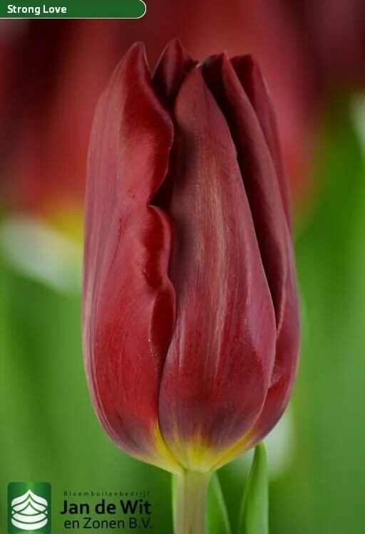 Bulbo de Tulipán Strong Love