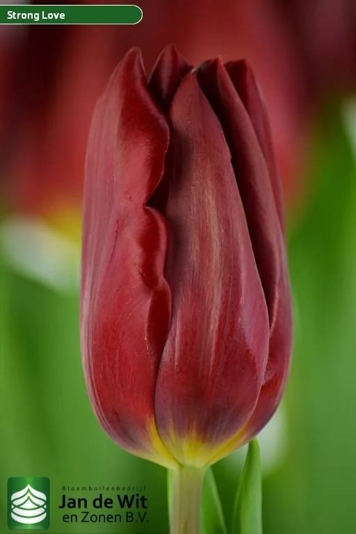 Bulbo de Tulipán Strong Love