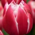 Bulbo de Tulipán Columbus 