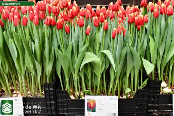Bulbo de Tulipán Denmark Rojo con Amarillo 