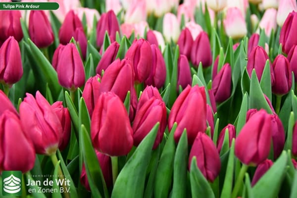 Bulbo de Tulipán Pink Ardour Lila