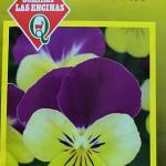 Semillas de Viola Cornuta q