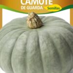 Semillas de Zapallo Camote de Guarda