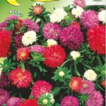 Semillas De Coronado Enana Variada