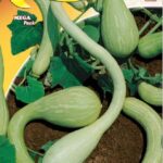 Semillas De Zapallo Albenga Escalada O Trompeta