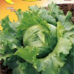 Semillas De Lechuga Great Lakes 118