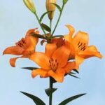 Bulbo de Lilium Naranjo