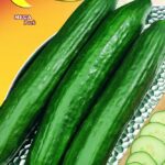 Semillas De Pepino Verde Largo De Los Agricultores