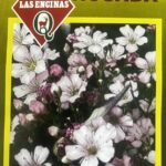 Semillas de Ilusión Rosada