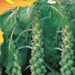 Semillas De Coles De Bruselas