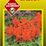 Semillas de Salvia Roja