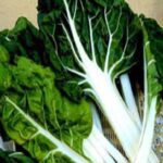 Acelga Verde Penca Blanca 100 Grs