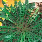 Semillas De Achicoria Agrio Red Steam