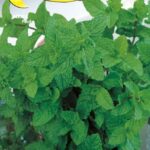 Semillas De Melissa Toronjil