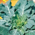 Semillas De Col Forrajera