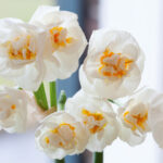Bulbo de Gladiolo Narciso Bridal Crown