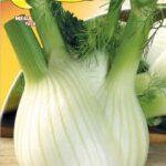 Semillas De Hinojo Romanesco